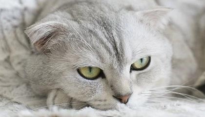 球速体育官网-西甲-拉菲尼亚帽子戏法 巴塞罗那战胜塞维利亚